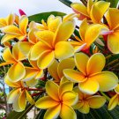 5 Bright Yellow Plumeria Seeds Plants Flower Hawaiian Flowers Perennial Seed Fast Shipping 5 Bright Yellow Plumeria Seeds Plants Flower Hawaiian Flowers Perennial Seed Fast Shipping