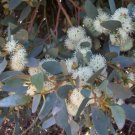50 Moot Eucalyptus Seeds Tree Flower Perennial Flowers Seed 1350 Fast Shipping 50 Moot Eucalyptus Seeds Tree Flower Perennial Flowers Seed 1350 Fast Shipping