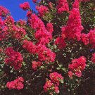20 Dallas Red Cape Myrtle Seeds Tree Flower Perennial Flower Seed 1220 Fast Shipping 20 Dallas Red Cape Myrtle Seeds Tree Flower Perennial Flower Seed 1220 Fast Shipping