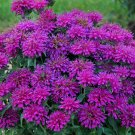 100 Gumball Bee Balm Seeds Flowers Seed Bloom Hummingbird Flower Seeds 565 Fast Shipping 100 Gumball Bee Balm Seeds Flowers Seed Bloom Hummingbird Flower Seeds 565 Fast Shipping