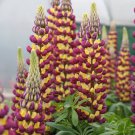 25 Manhattan Lights Lupine Seeds Flower Perennial Hardy Flowers Seed 1005 Fast Shipping 25 Manhattan Lights Lupine Seeds Flower Perennial Hardy Flowers Seed 1005 Fast Shipping