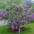 25 Lilac Sunday Lilac Seeds Tree Fragrant Flowers Perennial Seed Flower 958 Fast Shipping 25 Lilac Sunday Lilac Seeds Tree Fragrant Flowers Perennial Seed Flower 958 Fast Shipping