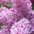 25 Heather Lilac Seeds Tree Fragrant Flowers Perennial Seed Flower 922 Fast Shipping 25 Heather Lilac Seeds Tree Fragrant Flowers Perennial Seed Flower 922 Fast Shipping