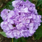 5 Light Purple Hydrangea Seeds Perennial Flowers Flower Garden Seed 1432 Fast Shipping 5 Light Purple Hydrangea Seeds Perennial Flowers Flower Garden Seed 1432 Fast Shipping