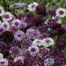 50 Classic Magic BachelorS Button Seeds Annual Seed Flower Flowers 757 Fast Shipping 50 Classic Magic BachelorS Button Seeds Annual Seed Flower Flowers 757 Fast Shipping