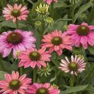 50 Butterfly Rainbow Coneflower Seeds Echinacea Perennial Bloom Flowers Seed 906 Fast Shipping