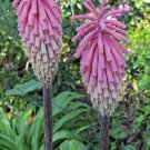 25 Pink South African Torch Lily Flower Seeds Perennial Seed 862 Fast Shipping 25 Pink South African Torch Lily Flower Seeds Perennial Seed 862 Fast Shipping