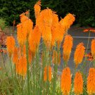 25 Mango Popscicl Torch Lily Hot Poker Flower Seeds Perennial Seed 822 Fast Shipping