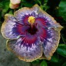 20 Purple Yellow Pink Hibiscus Seeds Flowers Flower Seed Perennial Bloom 459 Fast Shipping 20 Purple Yellow Pink Hibiscus Seeds Flowers Flower Seed Perennial Bloom 459 Fast Shipping