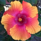 20 Orange Pink Hibiscus Seeds Perennial Seed Flower Flowers 431 Fast Shipping 20 Orange Pink Hibiscus Seeds Perennial Seed Flower Flowers 431 Fast Shipping
