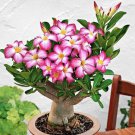 Mixed Color Desert Rose Seeds 5 Seeds Adenium Obesum Fast Shipping Mixed Color Desert Rose Seeds 5 Seeds Adenium Obesum Fast Shipping