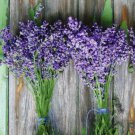 100 Lavender Seeds Munstead Lavandula Angustifolia Flower Herb Seeds Fast Shipping 100 Lavender Seeds Munstead Lavandula Angustifolia Flower Herb Seeds Fast Shipping