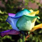 20 Seeds For Rainbow Color Rare Rose Tea Flower Bud Bush Exotic Plant Fast Shipping 20 Seeds For Rainbow Color Rare Rose Tea Flower Bud Bush Exotic Plant Fast Shipping