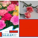 20 Seeds Whitered Chinese Carnation Flower Exotic Garden Bed Plant Fast Shipping 20 Seeds Whitered Chinese Carnation Flower Exotic Garden Bed Plant Fast Shipping