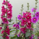 20 Seeds For Hot Pink Hollyhock Rare Flower Bed Exotic Plant Bush Fast Shipping
