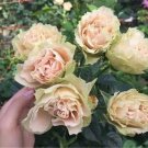 20 Seeds For Peachgreen Rare Rose Hybrid Flower Bush Exotic Plant Fast Shipping 20 Seeds For Peachgreen Rare Rose Hybrid Flower Bush Exotic Plant Fast Shipping