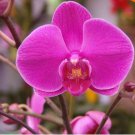 20 Seeds For Fuchsia Pink Orchid Rare Flower Exotic House Plant Fast Shipping
