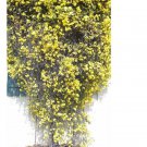 20 Seeds For Lemon Yellow Jasmine Rare Flower Exotic Climber Vine Bush Plant Fast Shipping