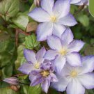 20 Seeds White Violet Clematis Rare Flower Exotic Vine Bush Plant Fast Shipping