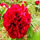 20 Seeds For Bright Red Peonies Rare Blossom Flowering Exotic Plant Fast Shipping 20 Seeds For Bright Red Peonies Rare Blossom Flowering Exotic Plant Fast Shipping