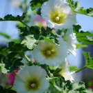 20 Seeds For Pure White Hollyhock Rare Flower Bed Exotic Plant Bush Fast Shipping 20 Seeds For Pure White Hollyhock Rare Flower Bed Exotic Plant Bush Fast Shipping