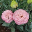 20 Seeds Pink Lisianthus Prairie Gentian Eustoma Flower Bed Plant Fast Shipping 20 Seeds Pink Lisianthus Prairie Gentian Eustoma Flower Bed Plant Fast Shipping
