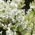 20 Seeds For Pure White Lilac Rare Flowering Exotic Bloom Plant Bush Fast Shipping 20 Seeds For Pure White Lilac Rare Flowering Exotic Bloom Plant Bush Fast Shipping