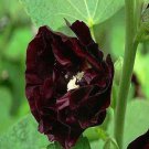 20 Seeds For Black Deep Red Hollyhock Rare Flower Bed Exotic Plant Fast Shipping 20 Seeds For Black Deep Red Hollyhock Rare Flower Bed Exotic Plant Fast Shipping