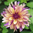 20 Seeds For Purpleyellow Wish Dahlia Rare Flower Exotic Bloom Plant Fast Shipping 20 Seeds For Purpleyellow Wish Dahlia Rare Flower Exotic Bloom Plant Fast Shipping