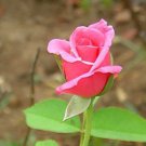 20 Seeds For Classic Fuchsia Pink Tea Rose Flower Bush Exotic Plant Fast Shipping 20 Seeds For Classic Fuchsia Pink Tea Rose Flower Bush Exotic Plant Fast Shipping