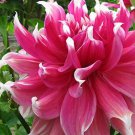 20 Seeds For Fuchsia Pink Frost Dahlia Rare Flower Exotic Bloom Plant Fast Shipping 20 Seeds For Fuchsia Pink Frost Dahlia Rare Flower Exotic Bloom Plant Fast Shipping