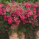 20 Seeds For Red Pink Rare Climber Climbing Rose Flower Exotic Plant Fast Shipping
