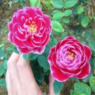 20 Seeds For Fuchsia Pink Rare Rose Bud Tea Flower Bush Exotic Plant Fast Shipping