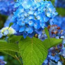 20 Seeds For Royal Blue Hydrangea Rare Flower Exotic Bush Plant 10B Fast Shipping 20 Seeds For Royal Blue Hydrangea Rare Flower Exotic Bush Plant 10B Fast Shipping