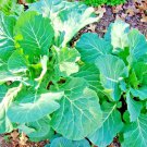 601Vates Collard Greens Seeds Heat Frost Tolerant Slow Bolt Garden Container Fast Shipping