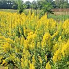 101Showy Goldenrod Seeds Perennial Native Wildflower Pollinators Autumn Flowers Fast Shipping 101Showy Goldenrod Seeds Perennial Native Wildflower Pollinators Autumn Flowers Fast Shipping