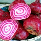 101Chioggia Beet Seed Italian Heirloom Vegetable Garden Patio Container Easy Fast Shipping