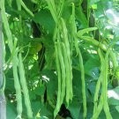 50Kentucky Wonder Pole Bean Seeds Native Heirloom Vegetable Garden Easy Fast Shipping 50Kentucky Wonder Pole Bean Seeds Native Heirloom Vegetable Garden Easy Fast Shipping