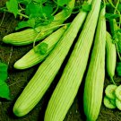 31Armenian Cucumber The Duke Organic No Peel Tzatziki Yogurt Sauce 1836 Long Fast Shipping 31Armenian Cucumber The Duke Organic No Peel Tzatziki Yogurt Sauce 1836 Long Fast Shipping