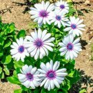 201Cape Daisy Flower Seeds African Wildflower Cape Marigold Drought Tolerant Fast Shipping 201Cape Daisy Flower Seeds African Wildflower Cape Marigold Drought Tolerant Fast Shipping
