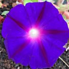 200Purple Morning Glory Flower Seeds Naive Wildflower Climbing Flowering Vine Fast Shipping