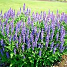 301Blue Sage Flower Seeds Wildflower Medicinal Perennial Garden Container Easy Fast Shipping 301Blue Sage Flower Seeds Wildflower Medicinal Perennial Garden Container Easy Fast Shipping