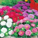 251China Aster Powder Puff Mix Seeds Cut Flowers Summer Fall Garden Container Fast Shipping 251China Aster Powder Puff Mix Seeds Cut Flowers Summer Fall Garden Container Fast Shipping