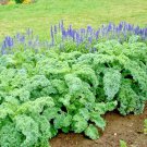 601Vates Blue Curled Scotch Kale Seed Organic Spring Fall Garden Container Easy Fast Shipping