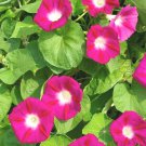 41Red Morning Glory Flower Seeds Wildflower Climbing Flowering Vine Container Fast Shipping
