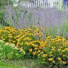 201Brown Eyed Sn Seeds Branched Coneflower Perennial Native Wildflower Bushy Fast Shipping 201Brown Eyed Sn Seeds Branched Coneflower Perennial Native Wildflower Bushy Fast Shipping