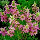 301Spotted Bee Balm Flower Seeds Native Wildflower Herbal Tea Medicinal Plant Fast Shipping 301Spotted Bee Balm Flower Seeds Native Wildflower Herbal Tea Medicinal Plant Fast Shipping
