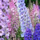 601Larkspur Rocket Imperial Mix Seeds Native Wildflower Cut Flowers Pollinators Fast Shipping 601Larkspur Rocket Imperial Mix Seeds Native Wildflower Cut Flowers Pollinators Fast Shipping
