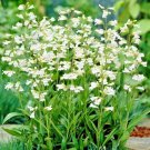 301Foxglove Beardtongue Seeds Native Wildflower Cut Flowers Container Garden Fast Shipping 301Foxglove Beardtongue Seeds Native Wildflower Cut Flowers Container Garden Fast Shipping
