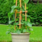 36Spacemaster Bush Cucumber Seeds Patio Container Hanging Basket Spring Garden Fast Shipping